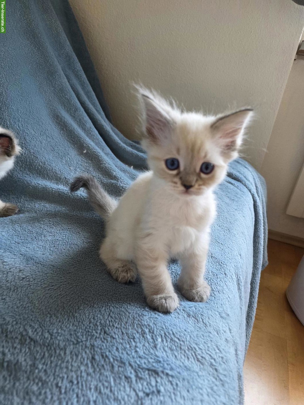 Bild 2: Ragdoll x Neva Masquarade Kitten suchen liebevolles Zuhause