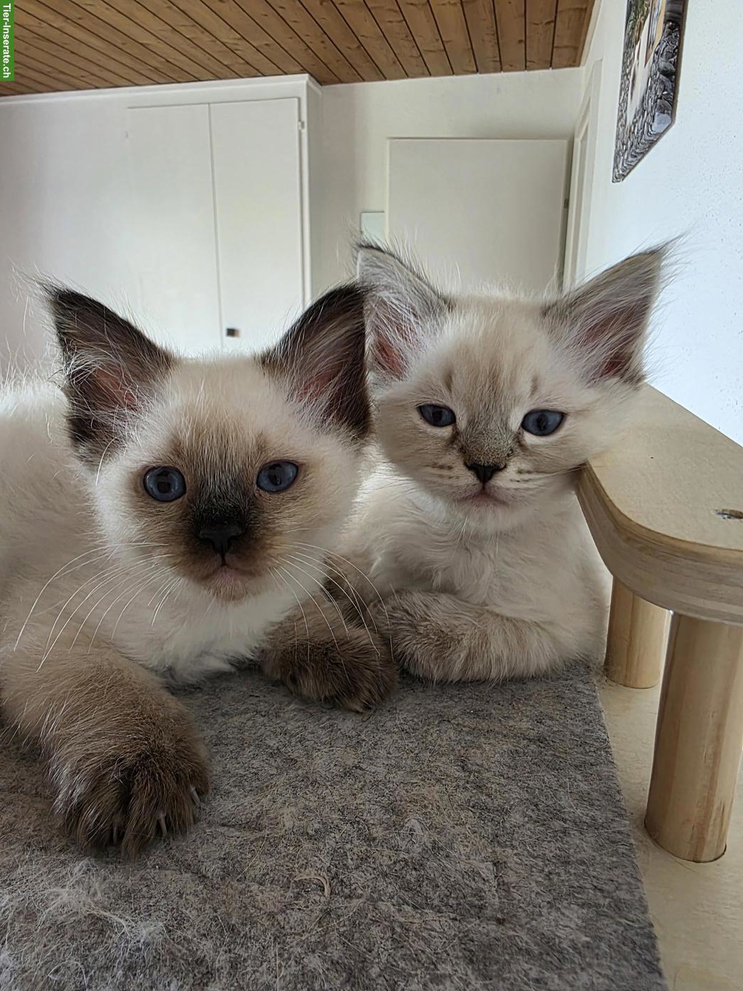 Bild 3: Ragdoll x Neva Masquarade Kitten suchen liebevolles Zuhause