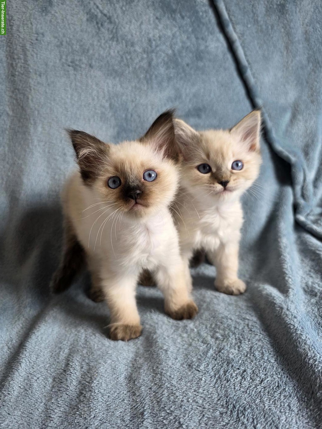 Bild 4: Ragdoll x Neva Masquarade Kitten suchen liebevolles Zuhause