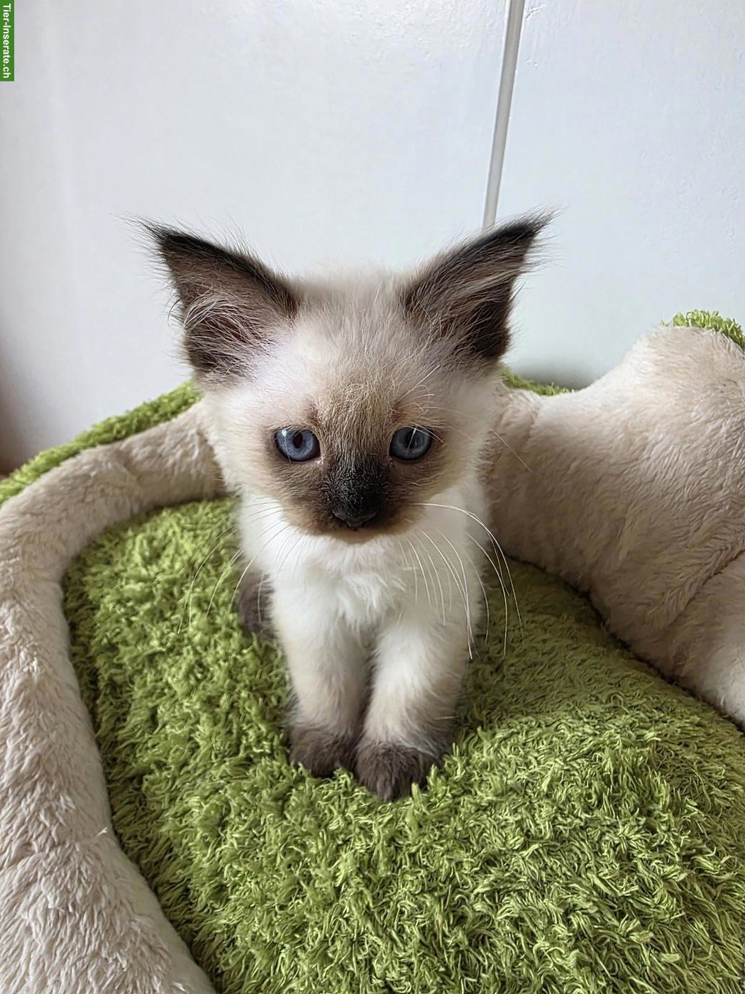 Bild 5: Ragdoll x Neva Masquarade Kitten suchen liebevolles Zuhause