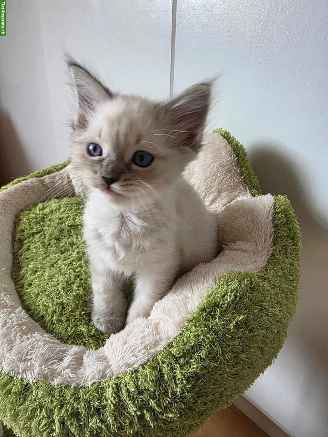 Bild 6: Ragdoll x Neva Masquarade Kitten suchen liebevolles Zuhause