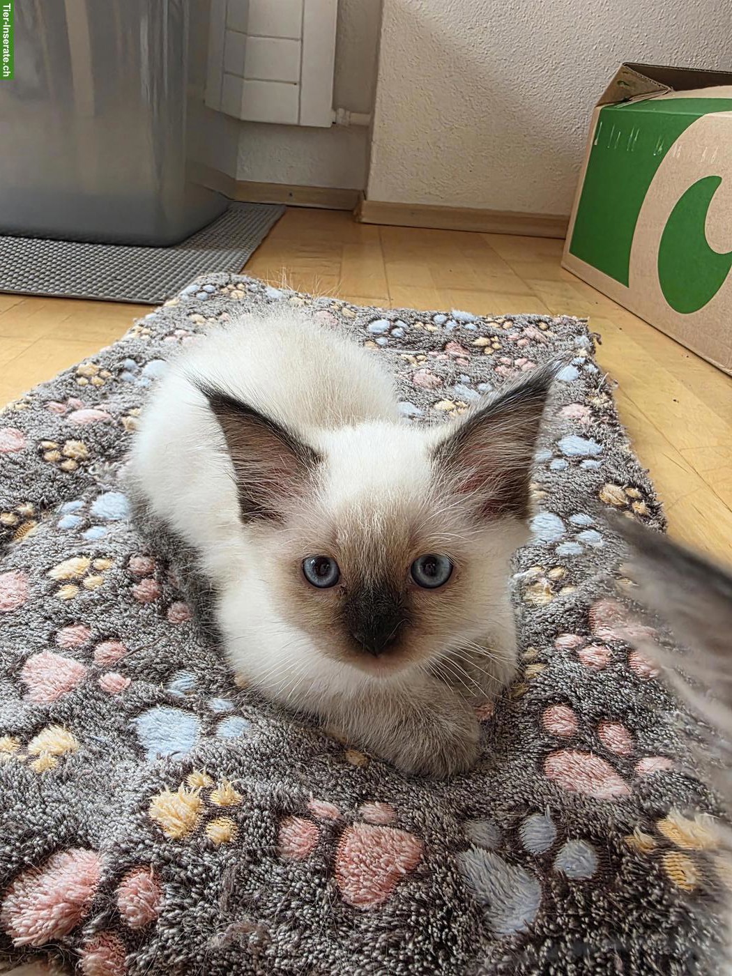 Bild 7: Ragdoll x Neva Masquarade Kitten suchen liebevolles Zuhause