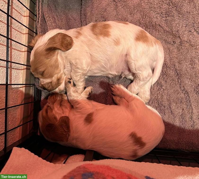 Cocker Spaniel Welpen suchen neues Zuhause