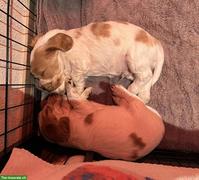 Cocker Spaniel Welpen suchen neues Zuhause