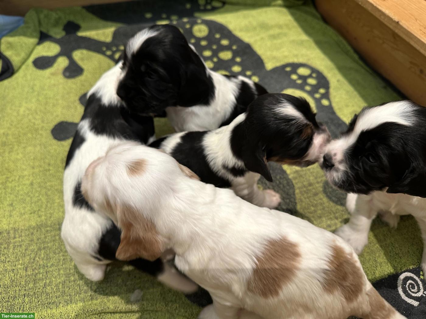 Bild 2: Cocker Spaniel Welpen suchen neues Zuhause