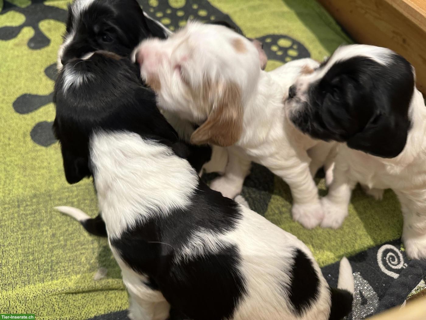 Bild 3: Cocker Spaniel Welpen suchen neues Zuhause