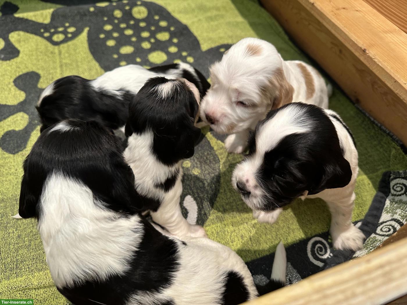 Bild 4: Cocker Spaniel Welpen suchen neues Zuhause