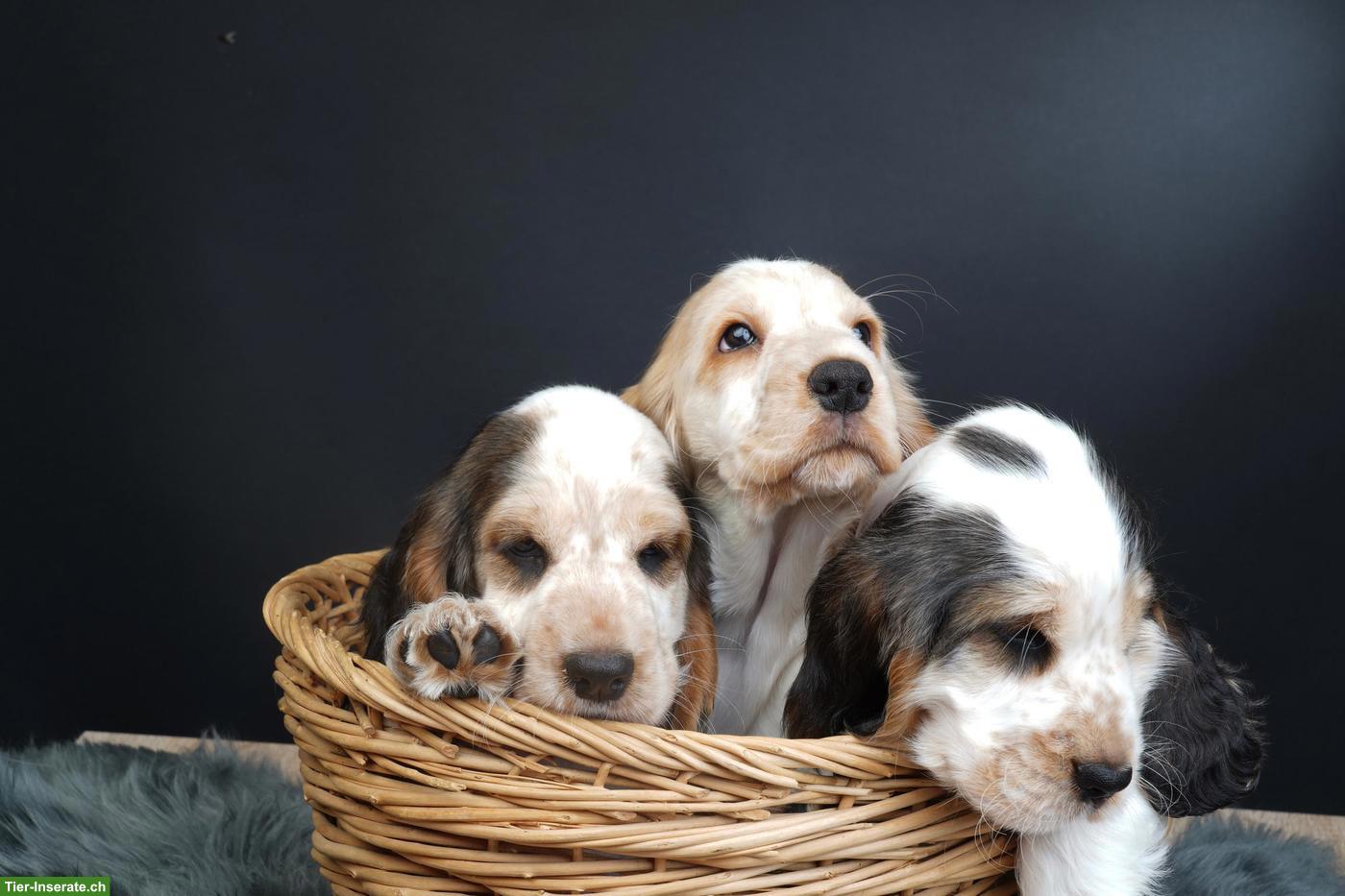 Bild 5: Cocker Spaniel Welpen suchen neues Zuhause
