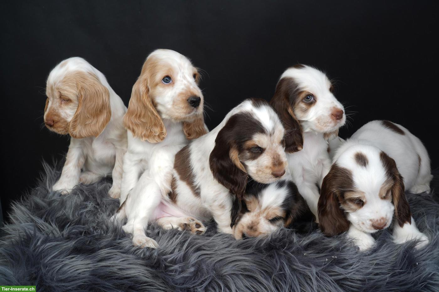 Bild 6: Cocker Spaniel Welpen suchen neues Zuhause