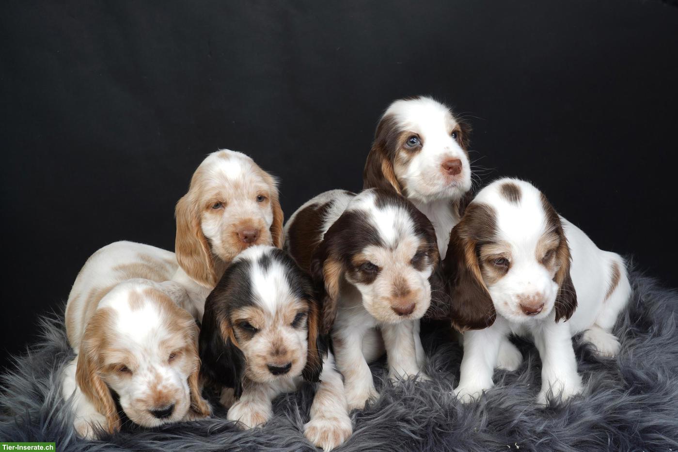 Bild 7: Cocker Spaniel Welpen suchen neues Zuhause