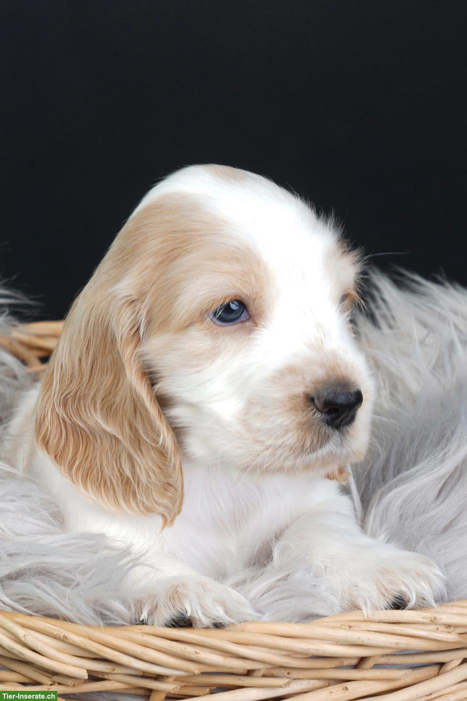 Bild 8: Cocker Spaniel Welpen suchen neues Zuhause