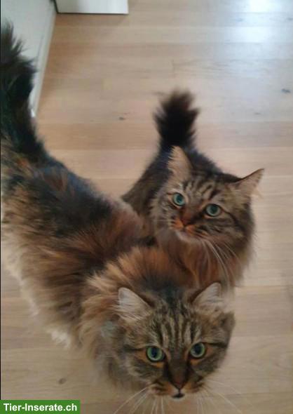 Katzengeschwister Zura & Lupo suchen gemeinsames Zuhause