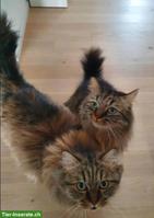 Katzengeschwister Zura & Lupo suchen gemeinsames Zuhause