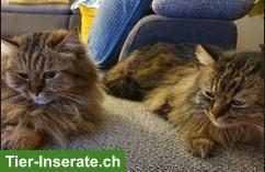 Bild 2: Katzengeschwister Zura & Lupo suchen gemeinsames Zuhause