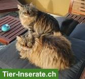 Bild 3: Katzengeschwister Zura & Lupo suchen gemeinsames Zuhause