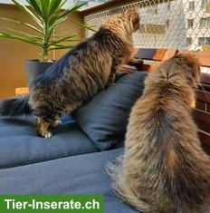 Bild 4: Katzengeschwister Zura & Lupo suchen gemeinsames Zuhause