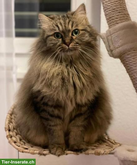 Bild 5: Katzengeschwister Zura & Lupo suchen gemeinsames Zuhause
