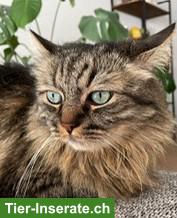 Bild 6: Katzengeschwister Zura & Lupo suchen gemeinsames Zuhause
