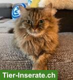 Bild 7: Katzengeschwister Zura & Lupo suchen gemeinsames Zuhause