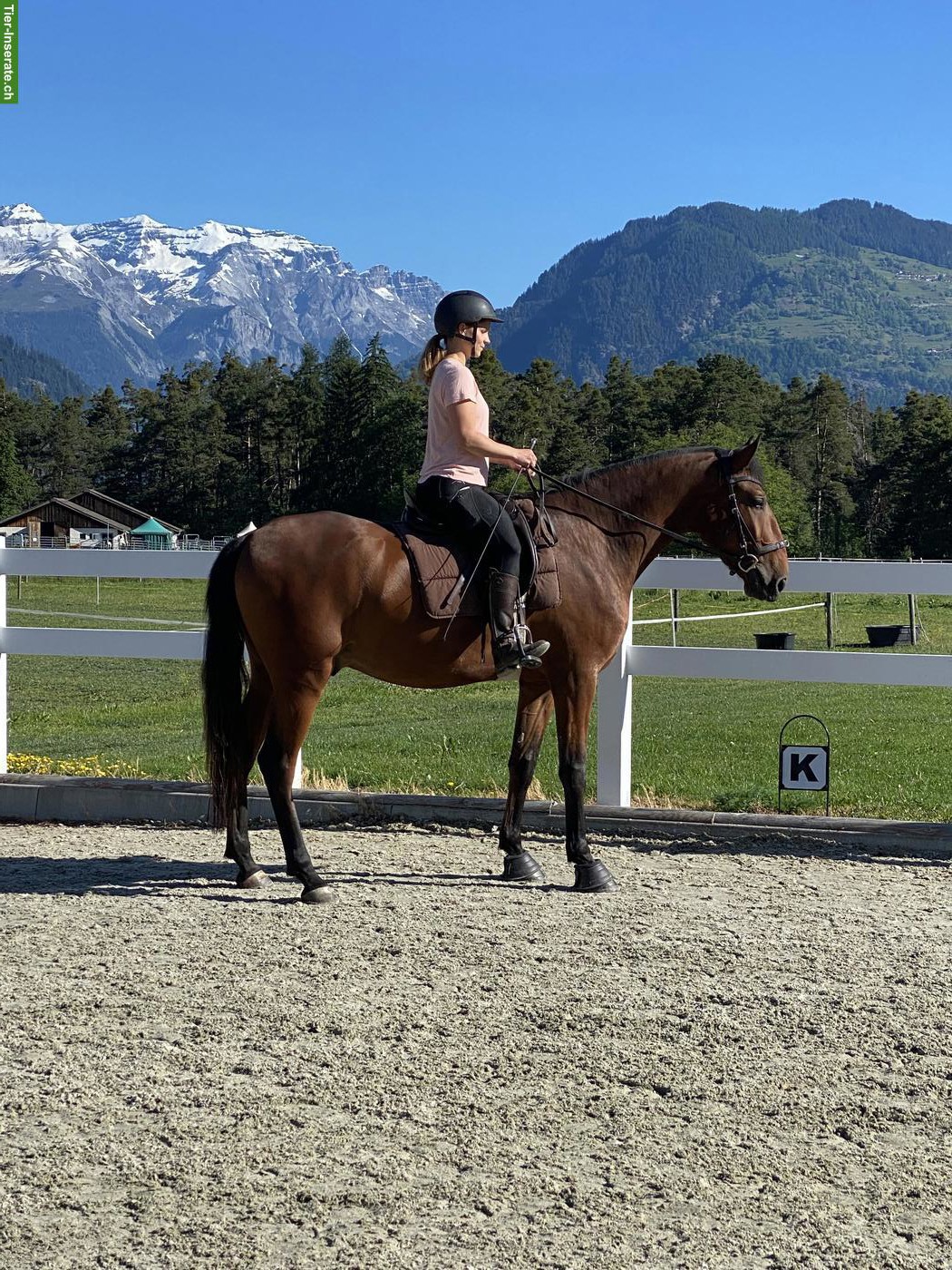 Typvoller Lusitano Wallach, 4-jährig, Enkel von Spartacus