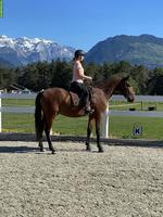 Typvoller Lusitano Wallach, 4-jährig, Enkel von Spartacus