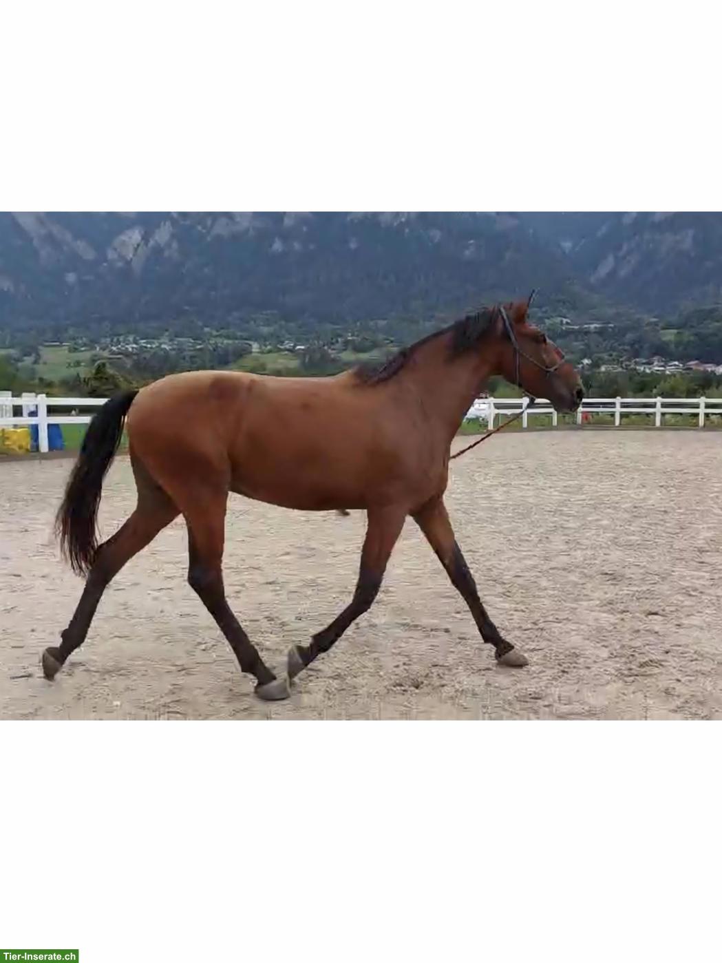 Bild 2: Typvoller Lusitano Wallach, 4-jährig, Enkel von Spartacus