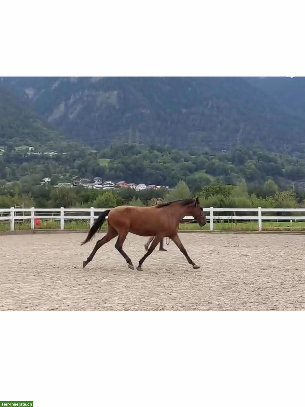 Bild 3: Typvoller Lusitano Wallach, 4-jährig, Enkel von Spartacus