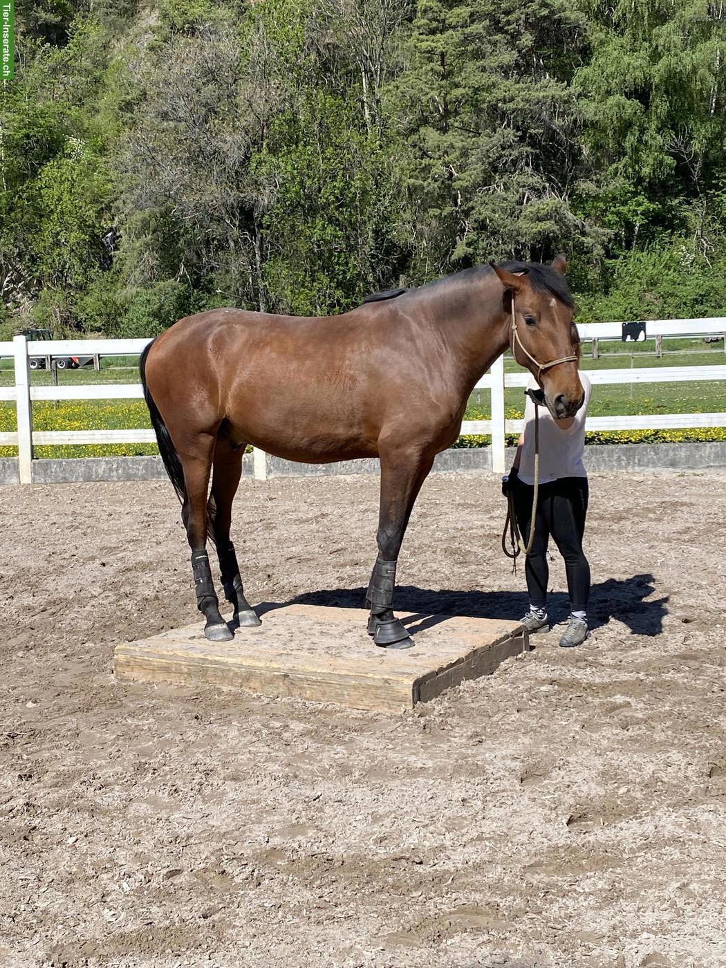 Bild 4: Typvoller Lusitano Wallach, 4-jährig, Enkel von Spartacus