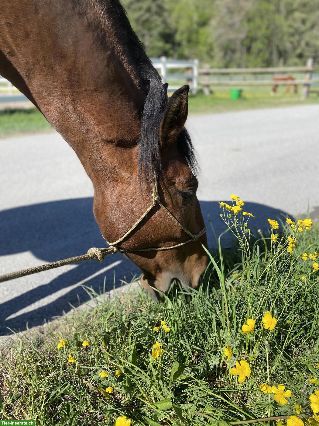 Bild 5: Typvoller Lusitano Wallach, 4-jährig, Enkel von Spartacus