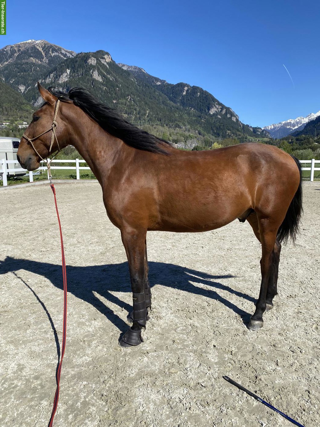 Bild 6: Typvoller Lusitano Wallach, 4-jährig, Enkel von Spartacus