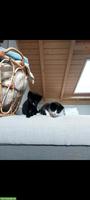 Verschmuste Babykatzen zu verkaufen