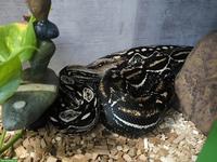 Madagaskarboa, 13-jährig, sucht neues Zuhause mit Terrarium