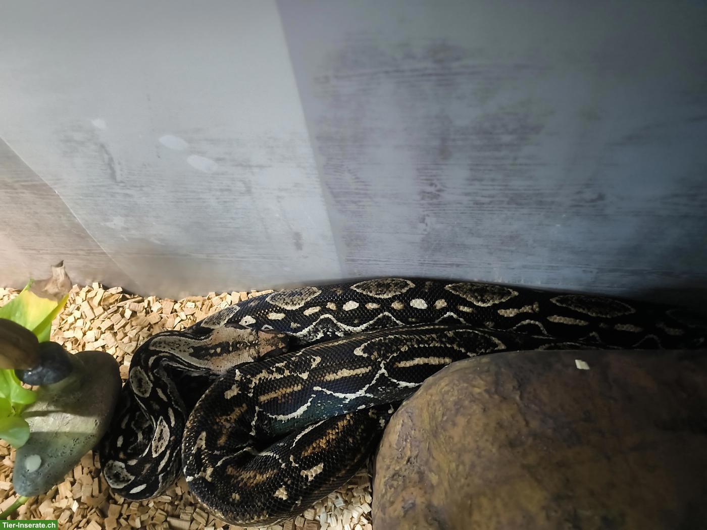 Bild 2: Madagaskarboa, 13-jährig, sucht neues Zuhause mit Terrarium