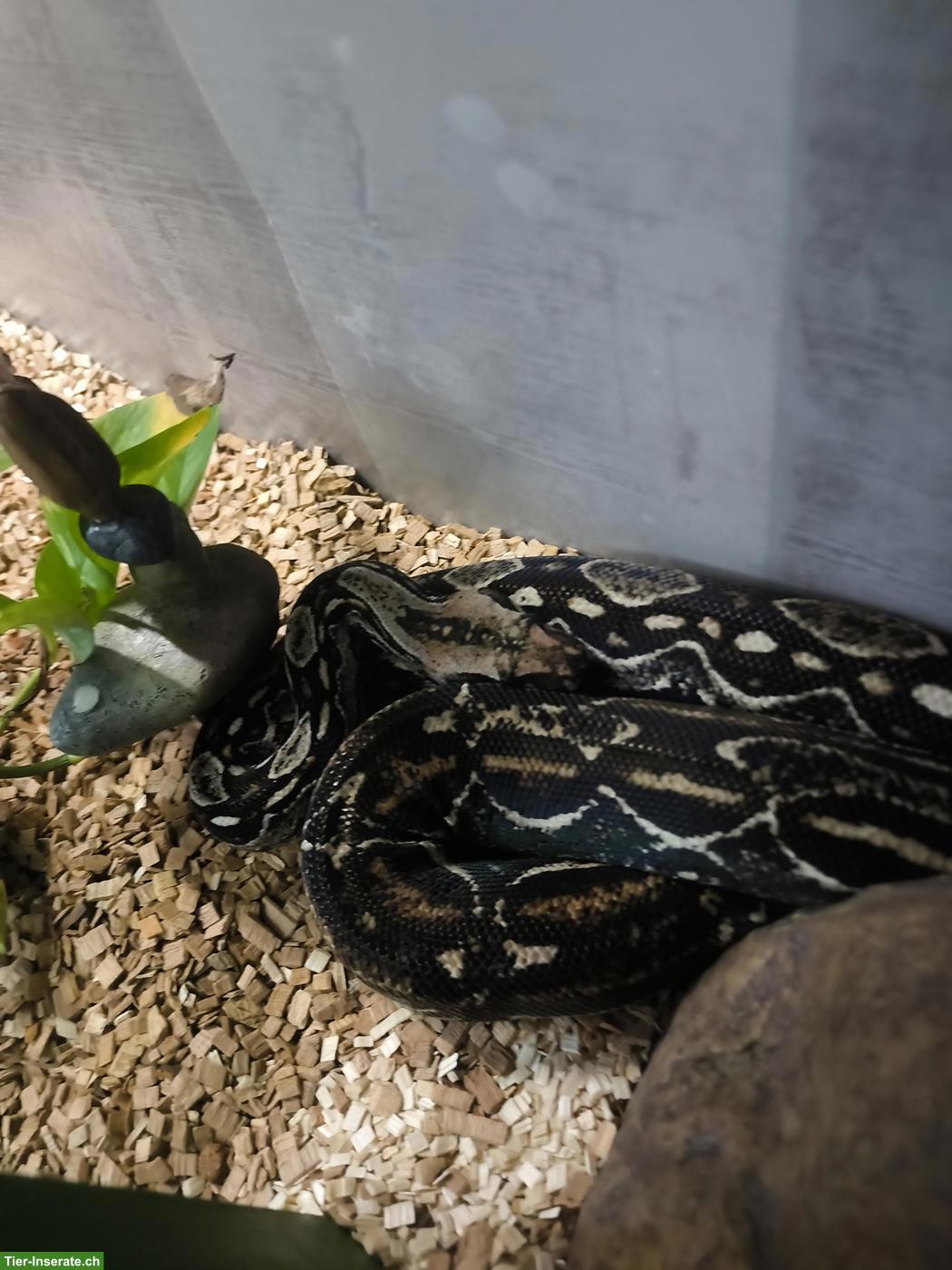 Bild 3: Madagaskarboa, 13-jährig, sucht neues Zuhause mit Terrarium