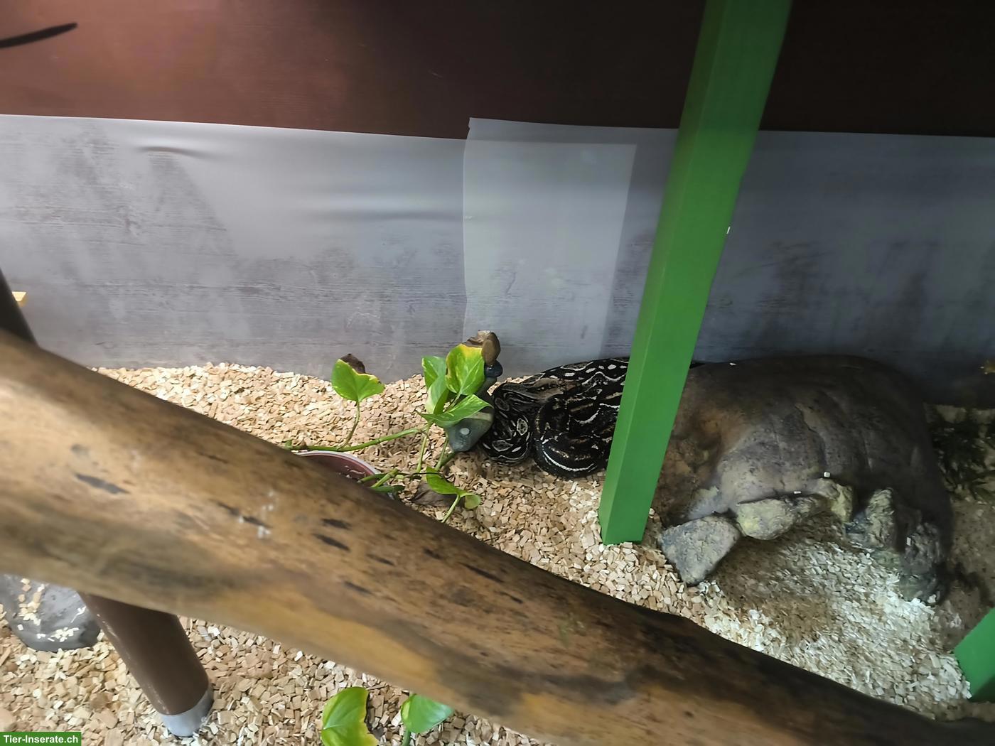 Bild 4: Madagaskarboa, 13-jährig, sucht neues Zuhause mit Terrarium