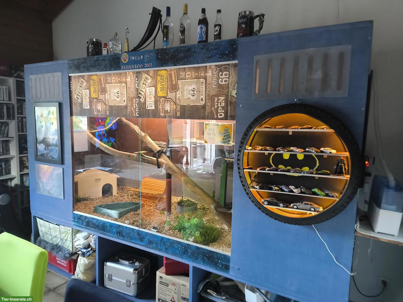 Bild 5: Madagaskarboa, 13-jährig, sucht neues Zuhause mit Terrarium