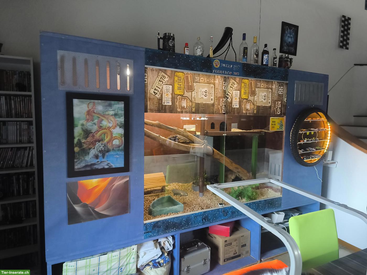 Bild 6: Madagaskarboa, 13-jährig, sucht neues Zuhause mit Terrarium