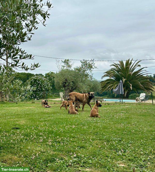 2 Belgischer Schäferhund, Malinois Welpen zu verkaufen