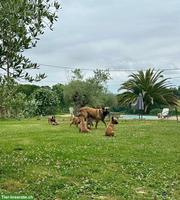 2 Belgischer Schäferhund, Malinois Welpen zu verkaufen