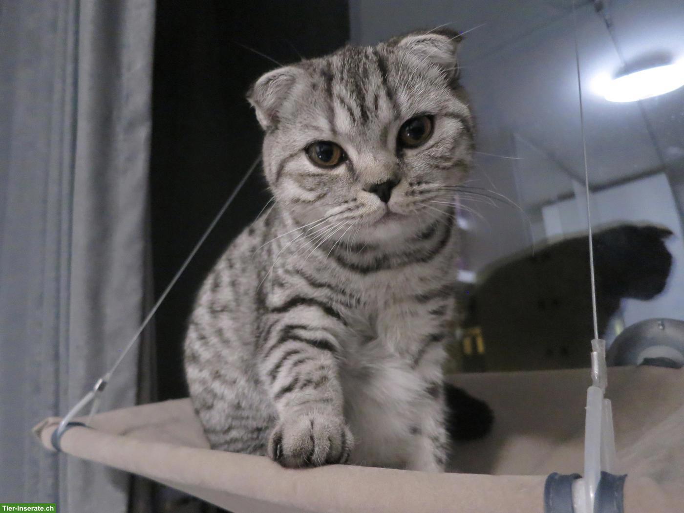 BKH Mischlingskatze in silver tabby, weiblich