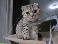 BKH Mischlingskatze in silver tabby, weiblich