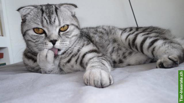 Bild 2: BKH Mischlingskatze in silver tabby, weiblich