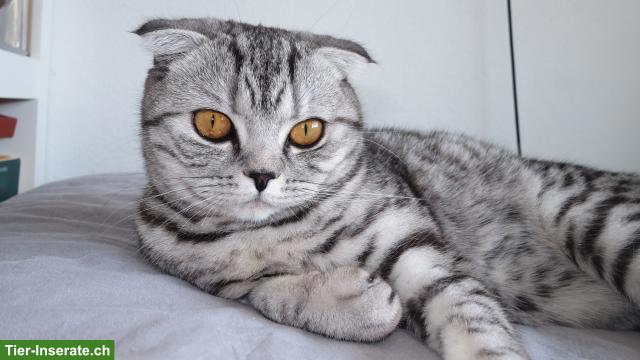 Bild 3: BKH Mischlingskatze in silver tabby, weiblich