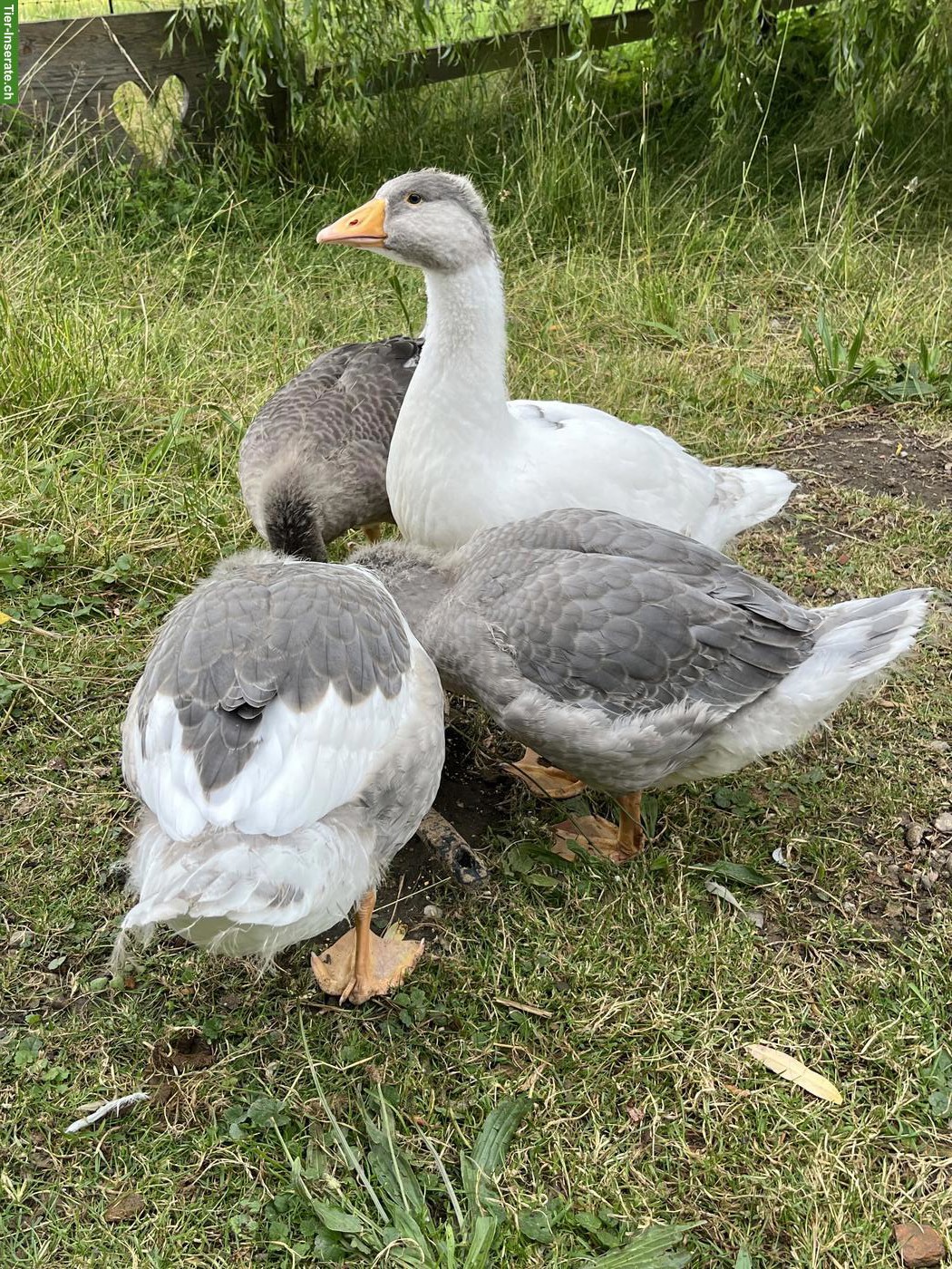 Junge Pommerngänse aus Naturbrut
