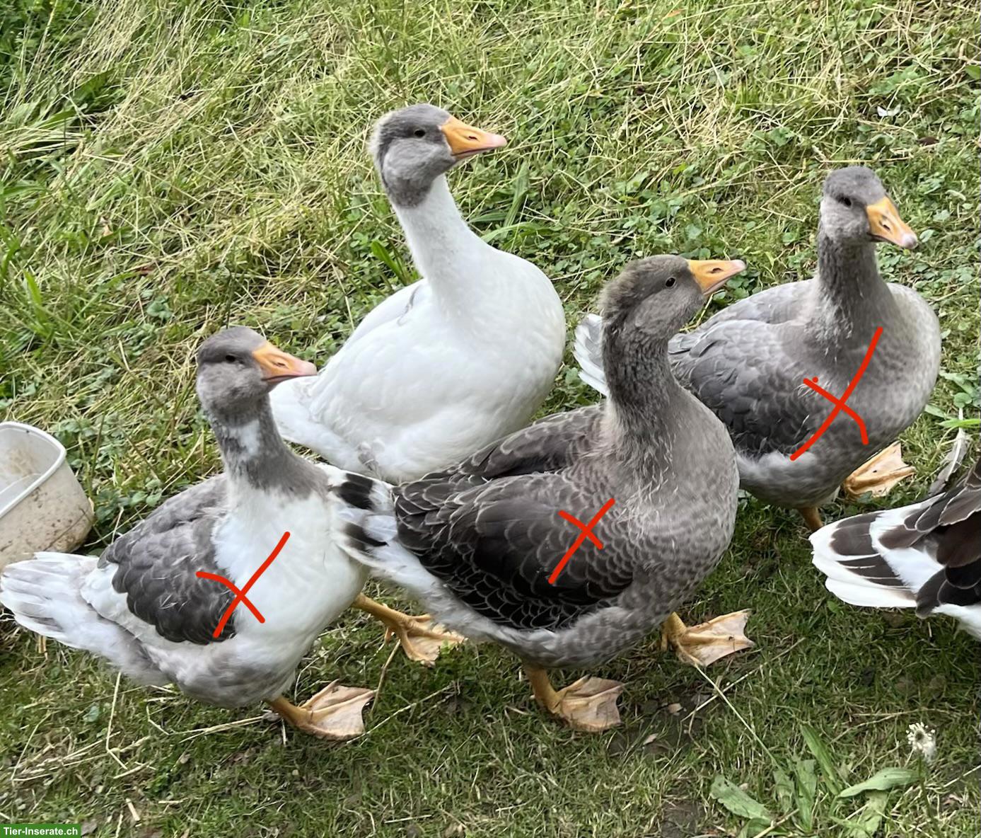 Bild 2: Junge Pommerngänse aus Naturbrut