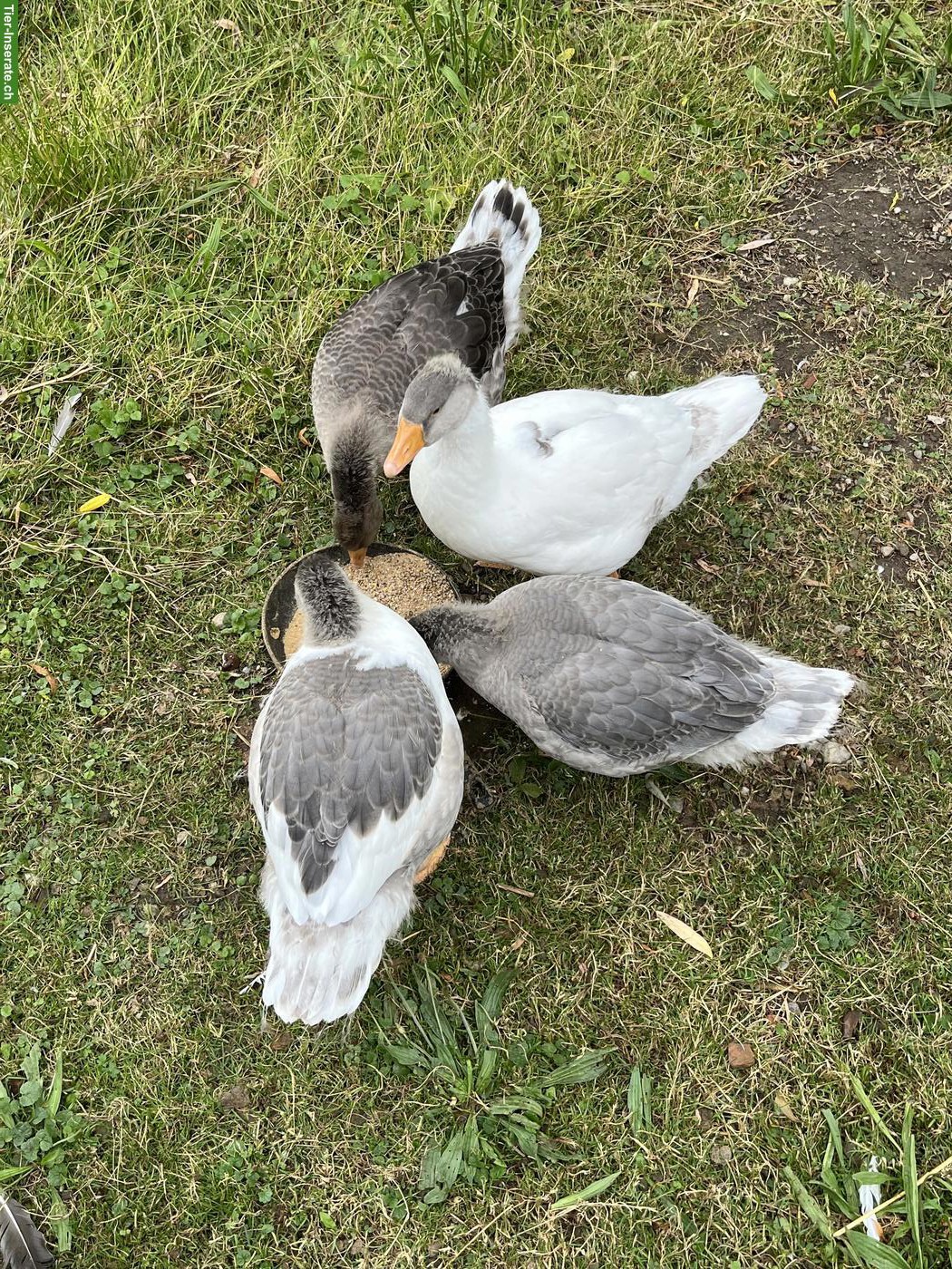 Bild 3: Junge Pommerngänse aus Naturbrut