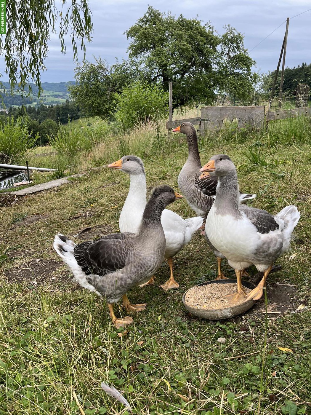 Bild 4: Junge Pommerngänse aus Naturbrut