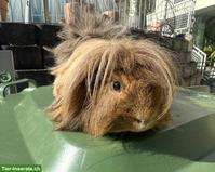 Peruaner Merrschweinchen Böckli