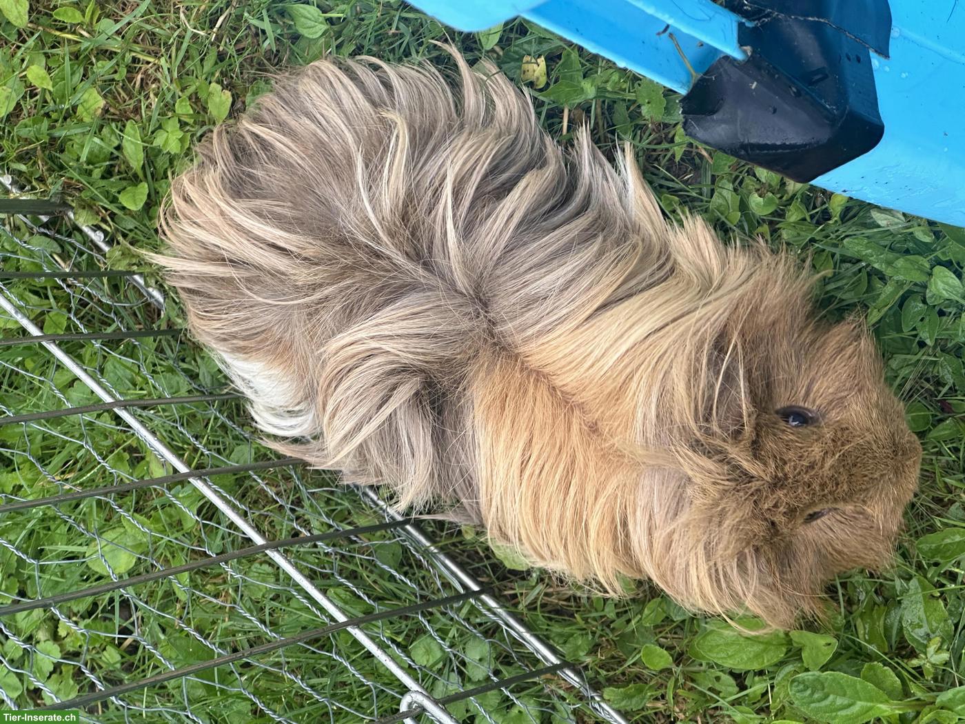 Bild 2: Peruaner Merrschweinchen Böckli