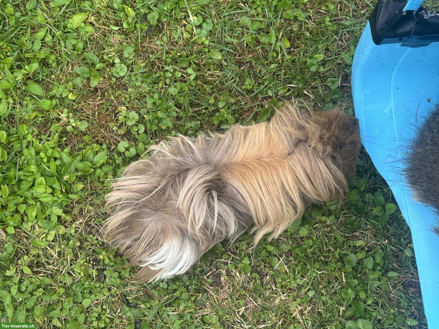 Bild 3: Peruaner Merrschweinchen Böckli